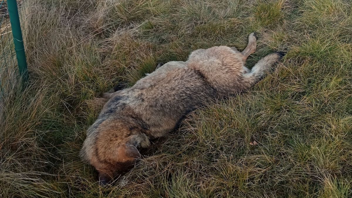 Myslivci našli u dálnice D3 na jihu Čech sraženého vlka